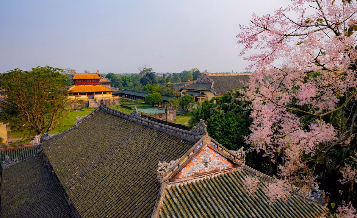 Hoa ngô đồng bắt đầu nở rộ vào khoảng tháng 3 – tháng 4 theo lịch âm, là lúc đẹp nhất và kéo dài đến 4 tháng. Đồng loạt những bông hoa hồng phớt tím nồng phủ kín một góc trời, xen kẽ không gian cổ kính đặc trưng của xứ Huế, tạo nên vẻ đẹp thơ mộng và đậm chất kỷ niệm. Ảnh Lê Đình Hoàng