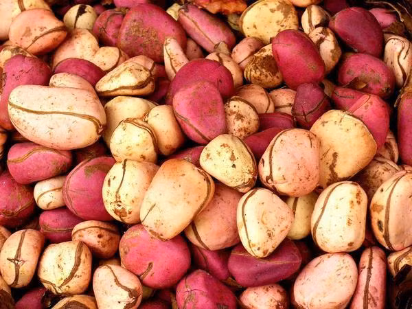 Hạt Kola trong lễ cưới ở Nigeria: Hạt của cây Kola được xem như một phần của hồi môn cho cô dâu ở Nigeria. Tại lễ cưới của bộ tộc Igbo, các hạt này được gói bọc xinh xắn và phục vụ trong bữa tiệc như một biểu tượng cho sự hài hòa, kết nối giữa những điểm khác biệt của cô dâu, chú rể. Ảnh: Pinimg.