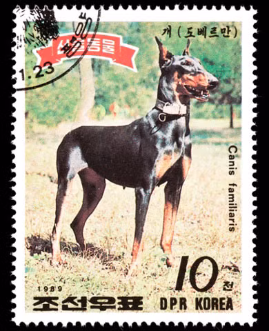 Con tem in hình chó dữ phát hành năm 1989.