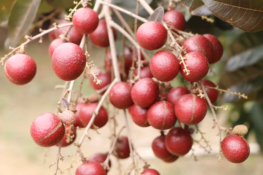 Ông Huy bán 100.000 đồng/kg nhãn tím tại vườn.
