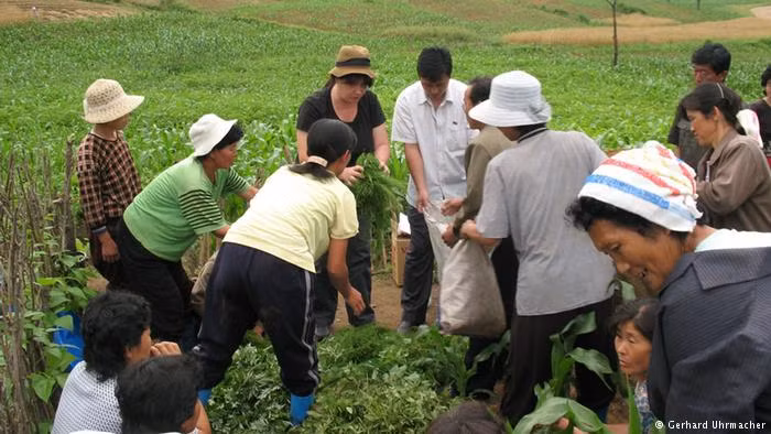 Ngành nông nghiệp của Triều Tiên cũng đang bị cản trở do cơ giới hóa thấp, tưới tiêu kém và thiếu phân bón. Tất cả đều là vấn đề lâu dài đối với nông dân miền Bắc. Trước tình hình thiếu đói của Triều Tiên, Tổ chức của Đức Welthungerhilfe, tạm dịch là Cứu Đói Thế Giới, đã ra tay giúp đỡ. Ảnh: DW.