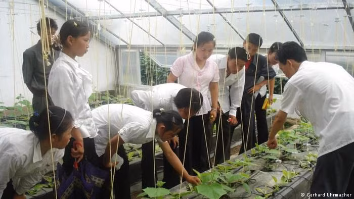 Welthungerhilfe bắt đầu hỗ trợ khẩn cấp cho người nghèo đói ở Triều Tiên bằng cách phân phát thực phẩm, quần áo và nhiên liệu. Đồng thời, tổ chức này cũng thực hiện khoảng 70 dự án ở đây, nhiều trong số đó là các dự án thuộc lĩnh vực nông nghiệp. Ảnh: DW.