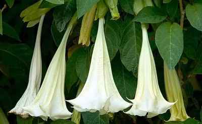 6. Hơi thở của quỷ: Xuất phát từ Colombia, chất gây ảo giác Scopolamine còn gọi là "hơi thở của quỷ" hoặc "mùi của quỷ". Khi phả vào mặt hoặc cho vào đồ uống, chỉ sau vài phút, nạn nhân sẽ có cảm giác như mất trí. Scopolamine được chiết xuất từ Borrachero, một loại cây phổ biến ở Colombia với ý nghĩa là "chè chén say sưa". Ảnh: Wonder List.