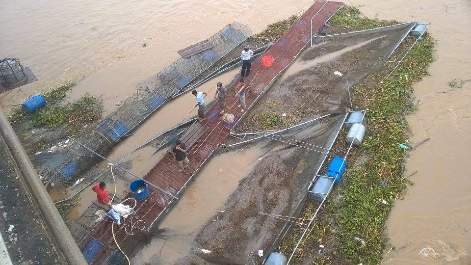 Những lồng cá bị lũ cuốn trôi.