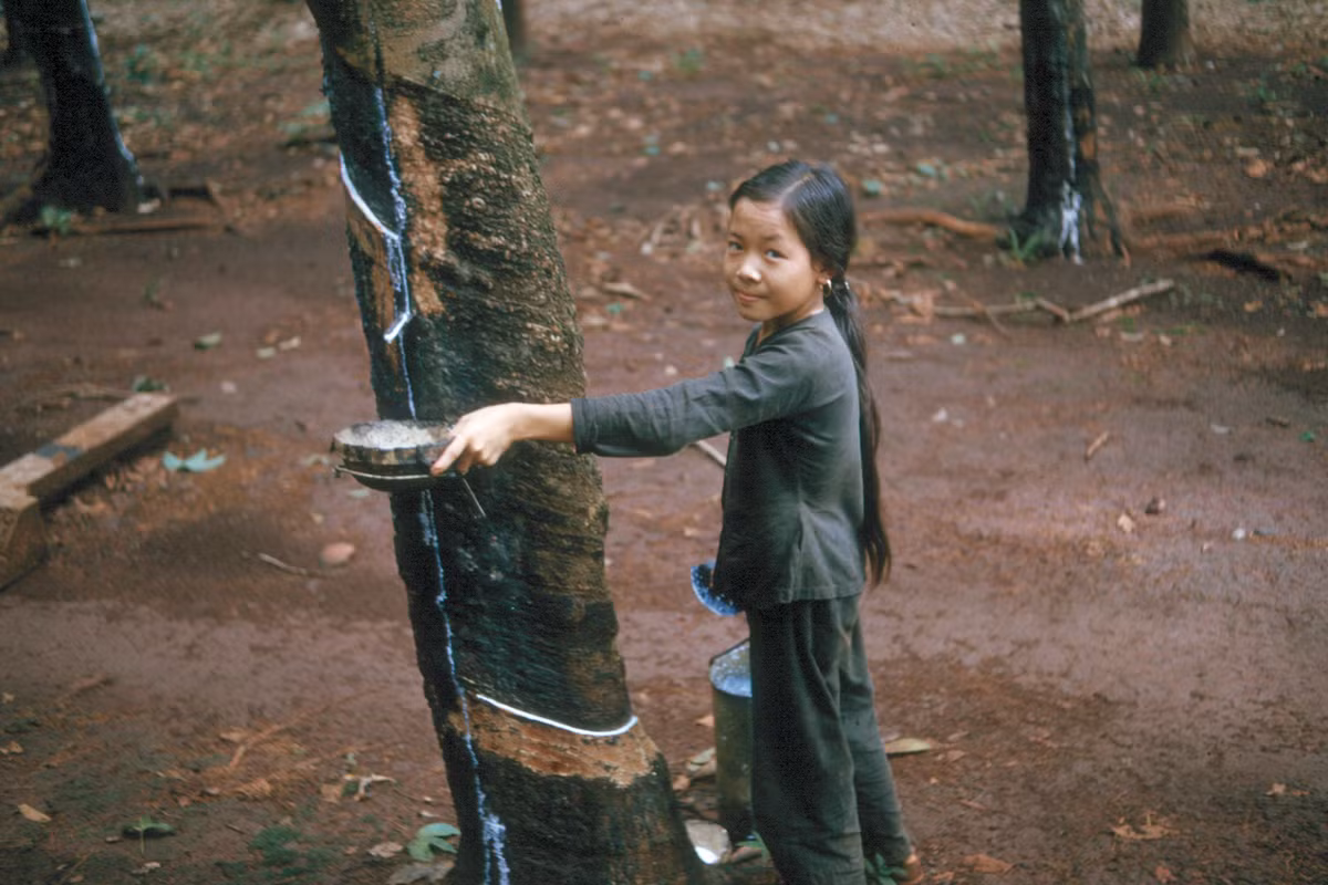 Em bé cạo mủ cao su ở Bình Long.