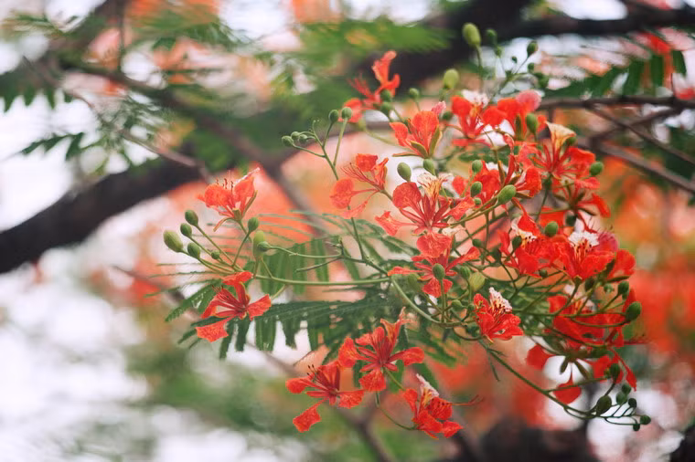 Vì vậy mà hoa phượng đã đi vào rất nhiều câu thơ, bài hát và những dòng lưu bút của lứa tuổi thần tiên...