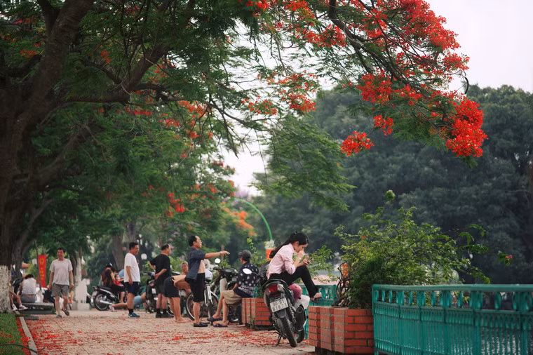 Hoa phượng là loài hoa đem đến nhiều cảm xúc, không chỉ vì màu đỏ thắm tươi mà còn vì đây là loài "hoa học trò".