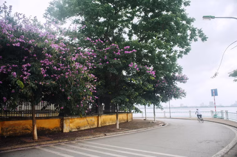 Cùng với phượng, hoa bằng lăng cũng là một loài hoa gắn liền với những kỷ niệm tuổi học trò.