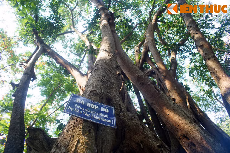 Không chỉ gây ấn tượng bởi dáng vẻ kỳ vĩ, cây đa búp đỏ Bách Thảo còn được được gọi là “cây cảm xạ”.