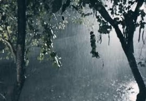 Các trinh sát phát hiện, để vào được lán chỉ có một con đường nhỏ, đi lại rất khó khăn. Để che giấu, Sơn không bao giờ đi lại trên con đường này, gã di chuyển theo những cung đường mà thú rừng đi lại. Việc bắt giữ Sơn phải được thực hiện nhanh chóng. Giữa tháng 1/2024, nhận định thời tiết sẽ có mưa về đêm, Tổ công tác của Công an Hà Tĩnh và Bộ đội Biên phòng đã tập hợp, lên đường tiến vào lán trại của Sơn. (Ảnh minh họa, nguồn internet) 