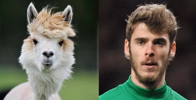 Ngôi sao bóng đá người Tây Ban Nha - David De Gea và dê trắng.