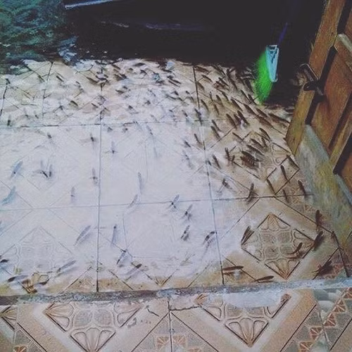 Dù vậy, trong cảnh khó khăn, chật vật... người dân Sài Gòn vẫn có cơ hội được ngắm những cảnh tượng "nên thơ" như thế này giữa dòng mưa lũ. Ảnh trong bài: Beat/Góc hài hước/Lặng nhìn cuộc sống.