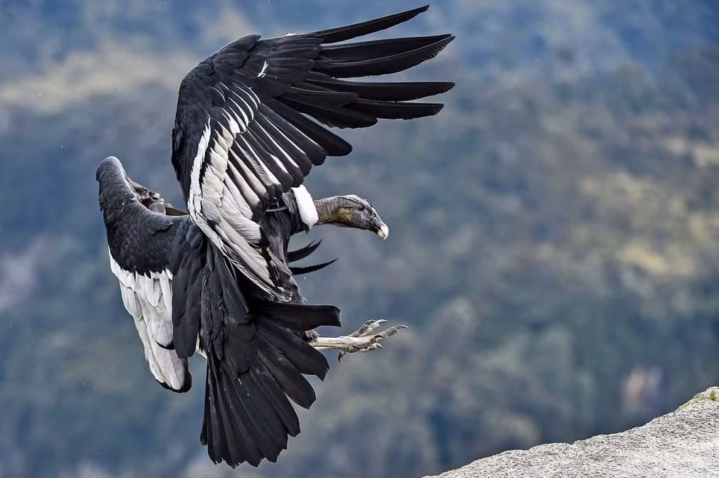 Chim kền kền trong vườn quốc gia Purace ở thành phố Purace, Colombia. (Nguồn Guardian)