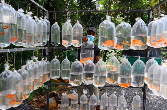 Người đàn ông bán cá cảnh bên lề đường ở ngoại ô thành phố Kalutara, Sri Lanka. (Nguồn Guardian)
