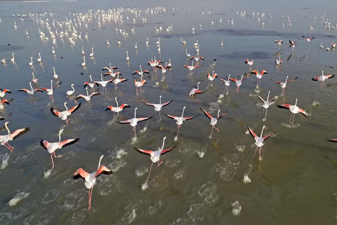 Đàn chim hồng hạc bay trên hồ Akyatan ở vùng Adana, Thổ Nhĩ Kỳ. (Nguồn Guardian)