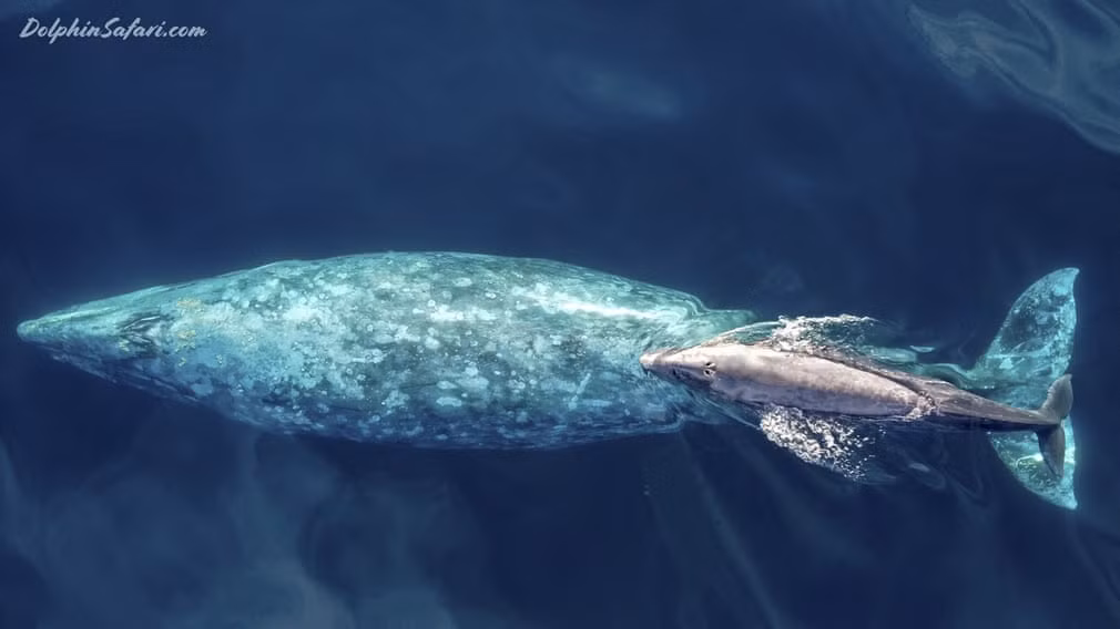 Cá voi xám con bơi theo mẹ ngoai khơi bờ biển California, Mỹ. (Nguồn Guardian)