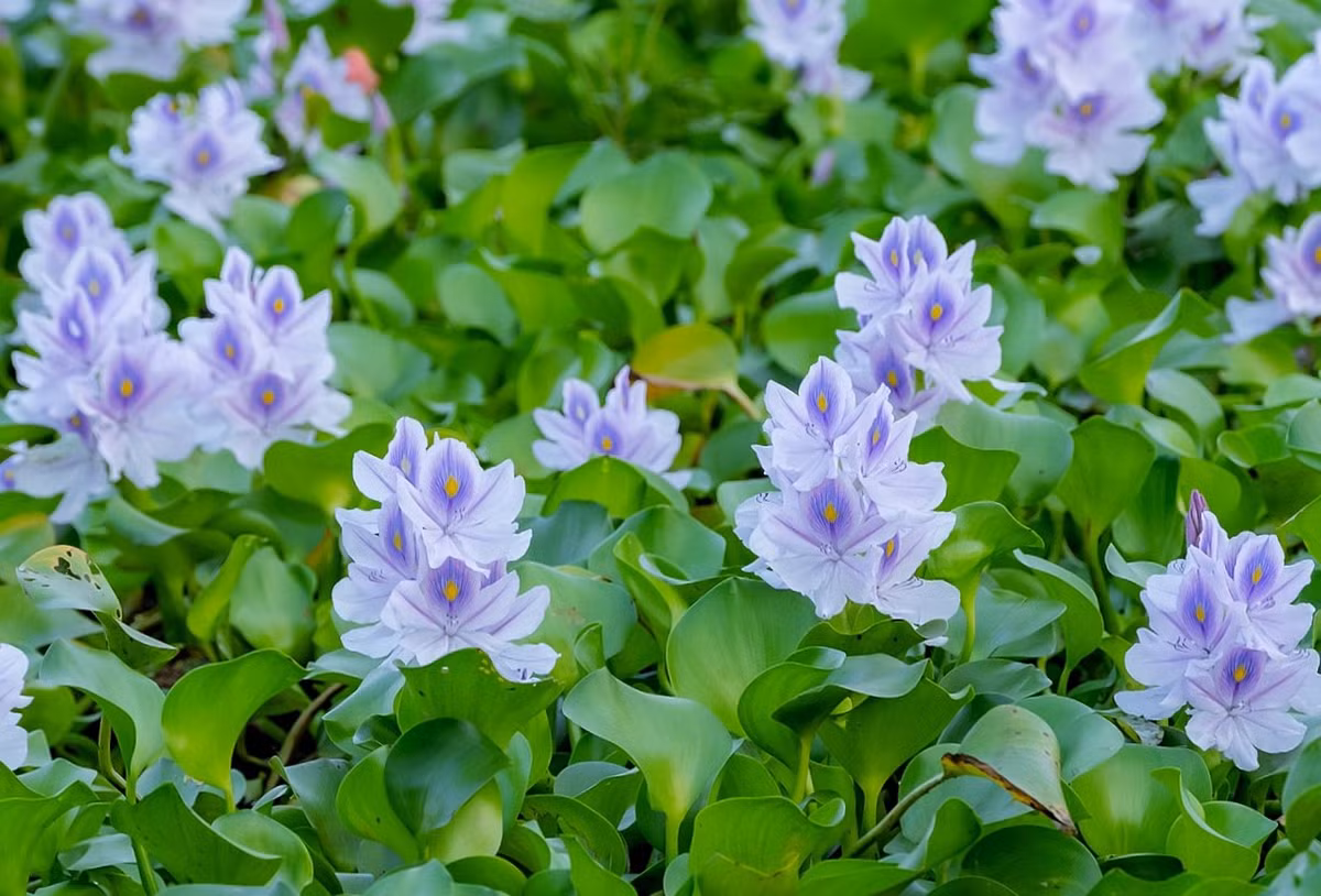 Hoa nở thành từng chùm, mang màu tím nhạt. Cánh hoa cao nhất khác biệt so với những cánh hoa còn lại trên cùng một bông.