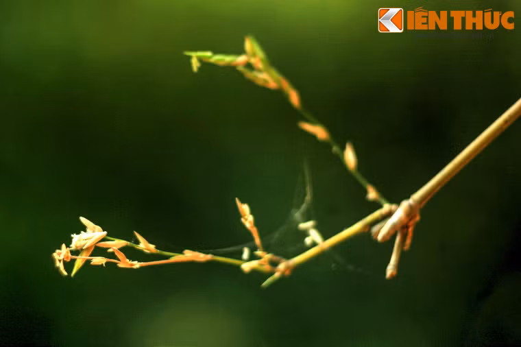 Nếu may mắn, có thể bắt gặp cảnh hoa tre đơm bông - hiện tượng "trăm năm có một".