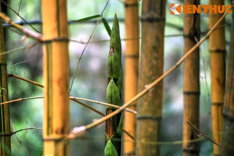 Cho đến những loài cây có tên gọi khá lạ mà chỉ người dân địa phương mới biết như là ngà, diễn trứng, lành anh, hóp nước.