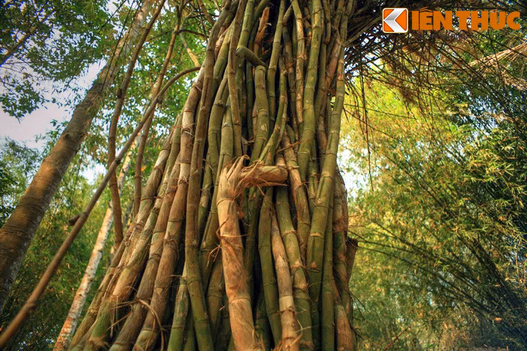 Mỗi loài cây lại có một nét độc đáo riêng.