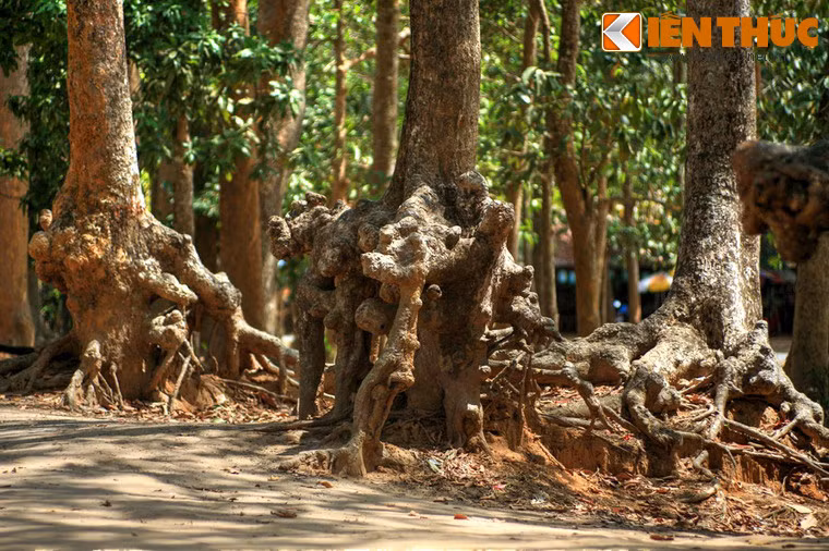 Kích cỡ khổng lồ và hình thù kỳ dị của các bộ rễ cây ở ao Bà Om khiến nhiều người liên tưởng đến một cánh rừng cổ tích. Không ít cây có bộ rễ lớn nhiều vòng tay người ôm, tạo thành các hang hốc đủ rộng để người chui lọt.