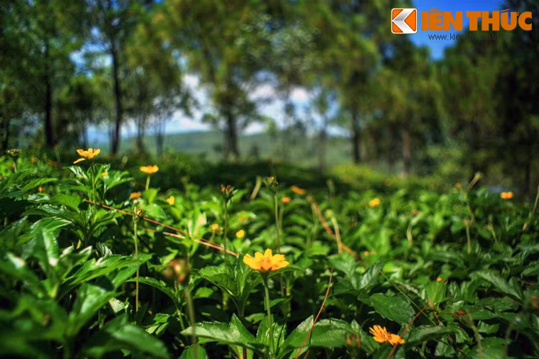 Nhờ vậy mà xứ Huế không bị mất đi một khung cảnh thiên nhiên thơ mộng đã đi vào thơ ca...