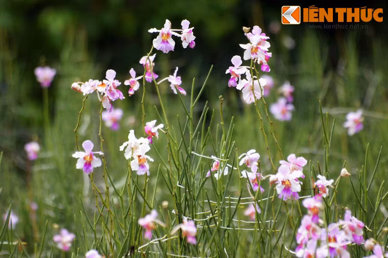 Ngày nay, khu vườn được chia thành 5 khu vực khác nhau, trong đó nổi tiếng nhất là Vườn Phong lan quốc gia, nơi trưng bày 1000 loài lan thiên nhiên và 3000 loài lan ghép.