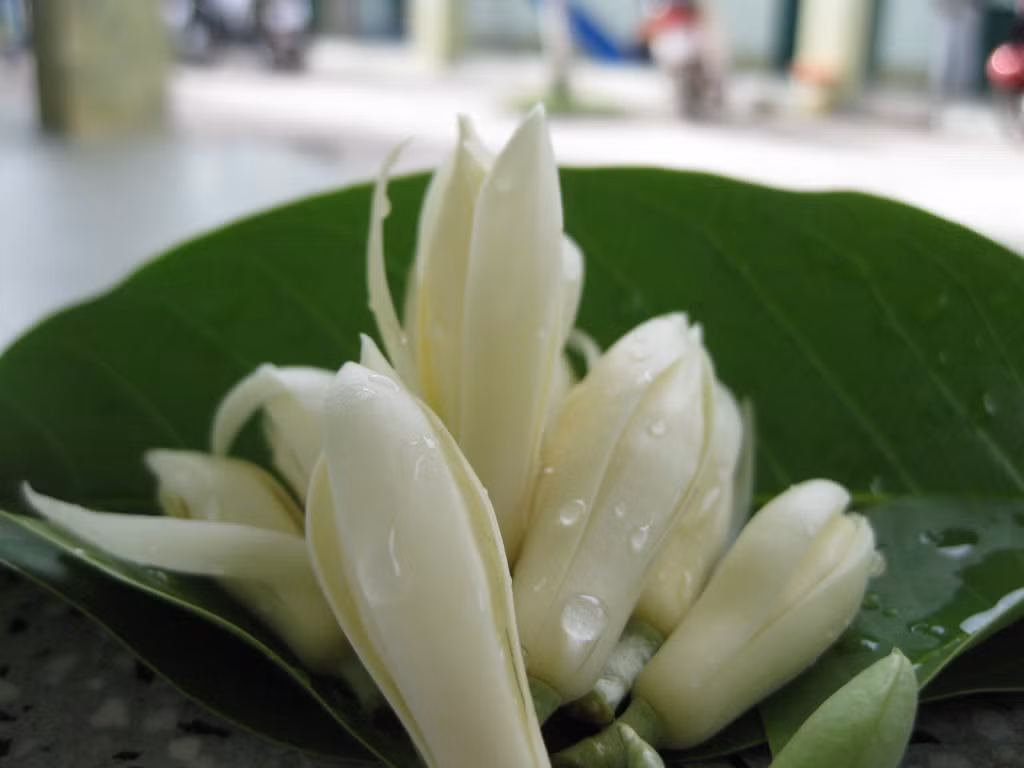 Hoa ngọc lan. Hoa ngọc lan 10g, trà xanh 8g. Bóc từng cành hoa ngọc lan, rửa sạch hoa bằng nước muối, để ráo nước, cho vào trong chén. Rót nước đang sôi vào chén, sau đó cho trà xanh vào, đợi có mùi hương bay ra là có thể uống. Có tác dụng tăng cường chuyển hóa cơ bản, giúp da thêm trắng.