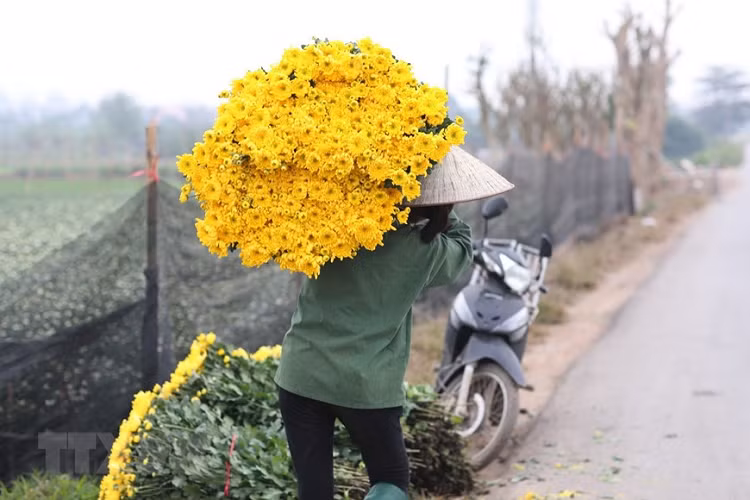 Những vườn hoa đang được thu hoạch sớm phục vụ người tiêu dùng. (Ảnh: Thành Đạt/TTXVN) 