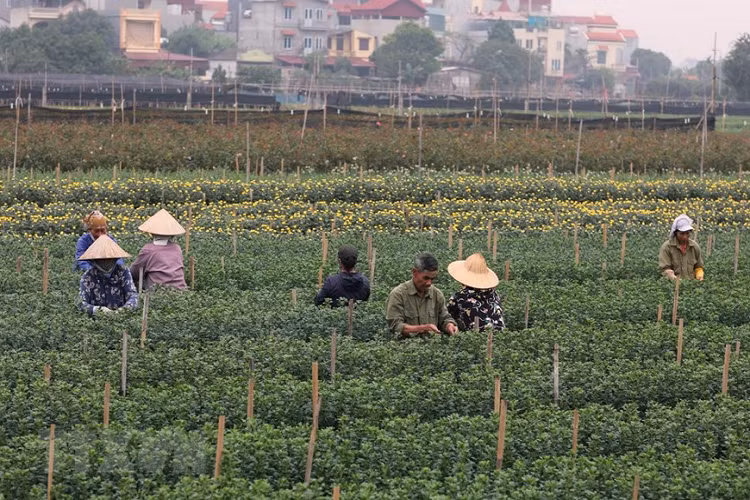 Nông dân làng hoa Tây Tựu chăm sóc kỹ thuât các loại hoa chuẩn bị thu hoạch cho dịp Tết. (Ảnh: Thành Đạt/TTXVN)