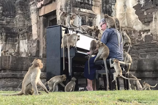 Nghệ sĩ người Anh chơi đàn piano giữa bầy khỉ trong một di tích lịch sử bỏ hoang ở thành phố Lopburi, Thái Lan. (Nguồn Guardian)