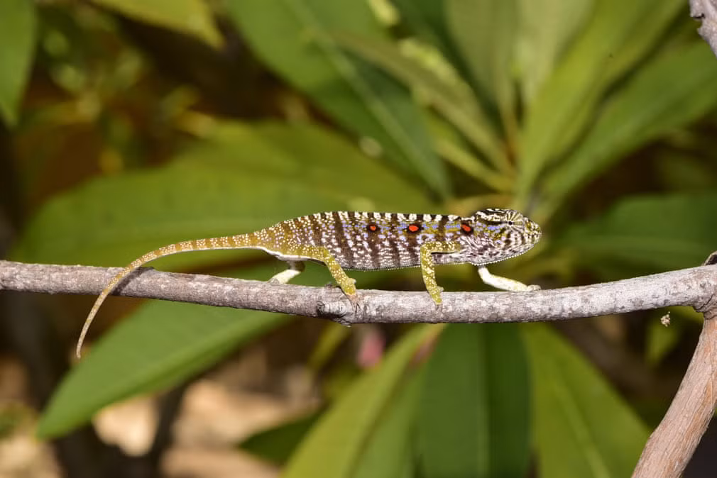 Tắc kè hoa kiếm ăn trong rừng ở Madagascar. (Nguồn Guardian)