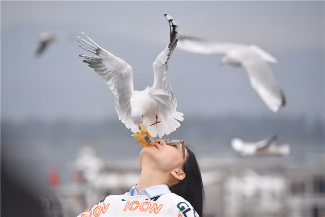 Du khách cho chim mòng biển mỏ đỏ ăn tại đập Haigeng ở thành phố Côn Minh, Trung Quốc. (Nguồn Guardian)