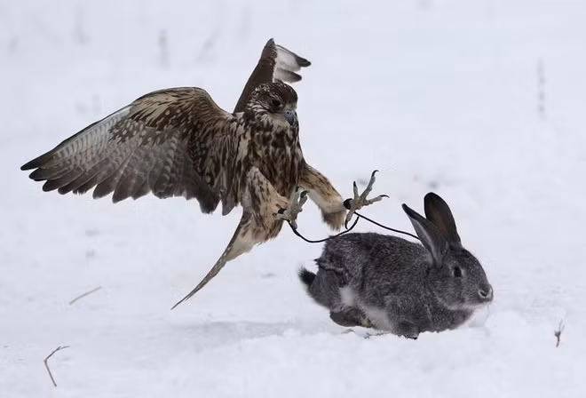 Diều hâu tấn công thỏ ở vùng Almaty, Kazakhstan. (Nguồn Guardian)
