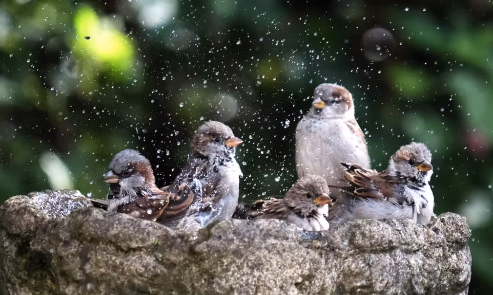 Đàn chim sẻ thích thú tắm mát ở thành phố Stockport, Anh. (Nguồn Guardian)