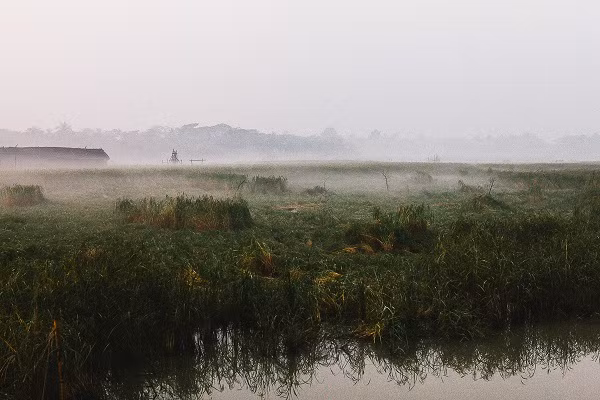 Cánh đồng lúa vào buổi sáng ở ngoại ô Mongla. Do nước ngày càng mặn nên việc trồng trọt cũng trở nên khó khăn hơn.