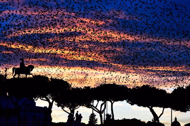 Đàn chim sáo đá bay qua khu tưởng niệm Altare della Patria ở trung tâm thành phố Rome, Italia. (Nguồn Guardian)