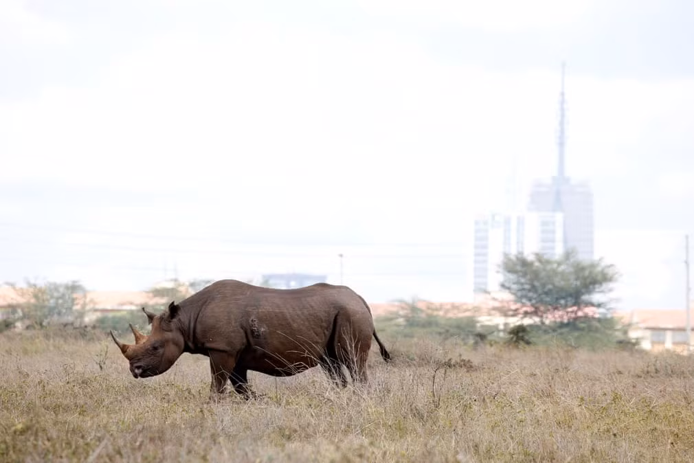 Tê giác đen đi qua vườn quốc gia Nairobi ở Kenya (Nguồn Guardian)