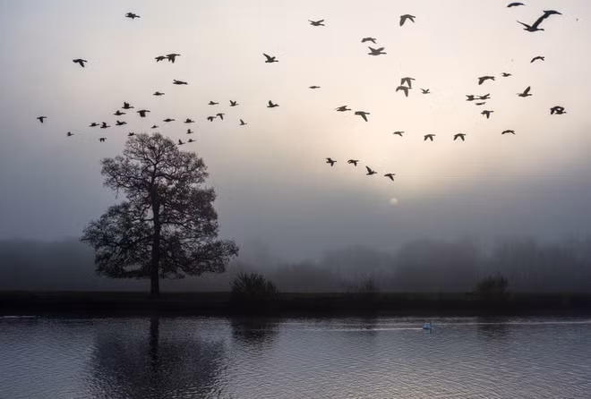 Đàn ngỗng Canada bay qua qua sông Trent lúc sáng sớm ở Nottinghamshire, Anh. (Nguồn Guardian)