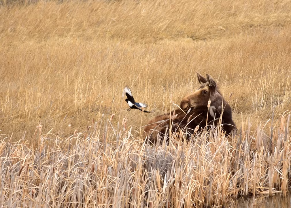 Nai sừng tấm và chim ác là trong vườn quốc gia Seedskadee ở bang Wyoming, Mỹ. (Nguồn Guardian)