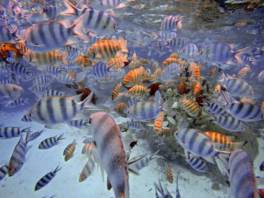 Đàn cá bơi tại vùng nước nông của hồ Bora Bora, Moorea, quần đảo Polynesia thuộc Pháp. (Nguồn Guardian)