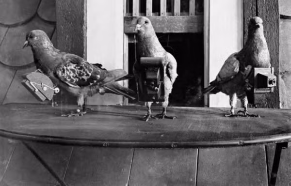 Chim bồ câu được trang bị camera để chụp ảnh trên không, năm 1908.