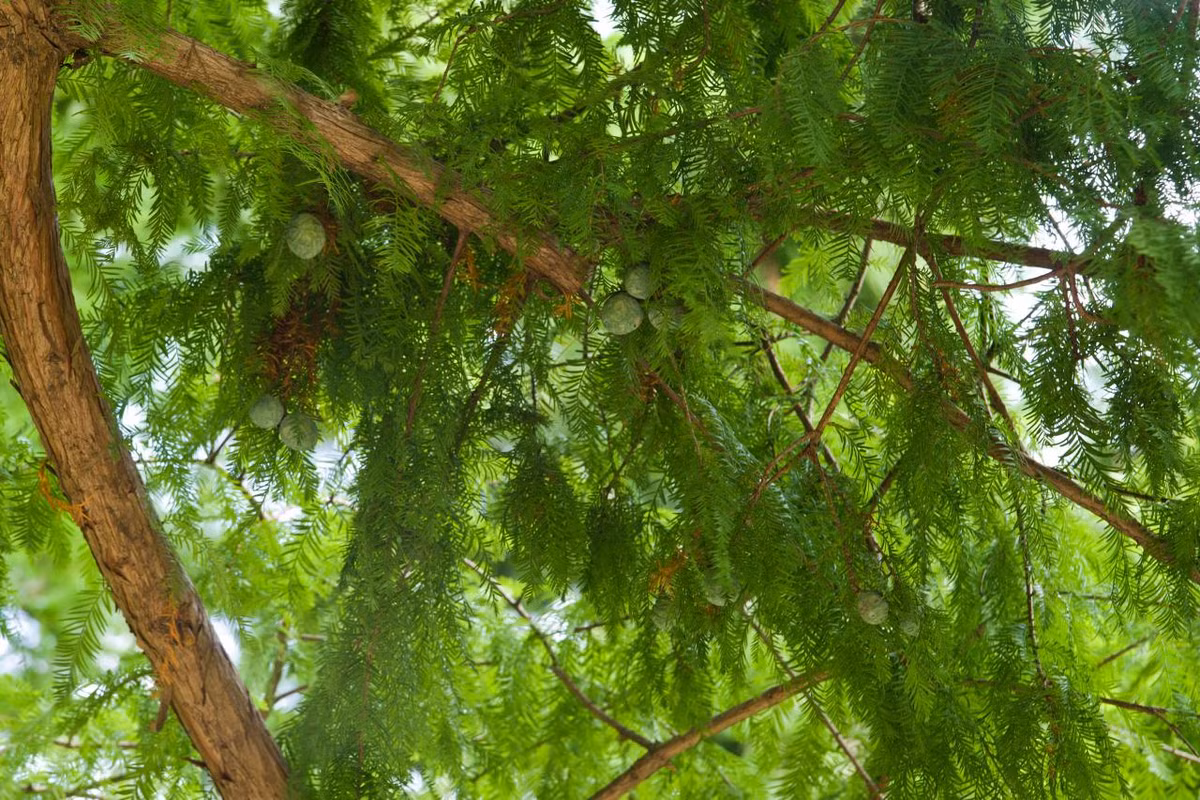 Xenophon Kallis - thành viên của CMP đã phát hiện một cây sung mọc trên bờ biển chứ không phải trong núi. Thêm nữa, cây sung này không hề mọc ra từ bộ hài cốt.