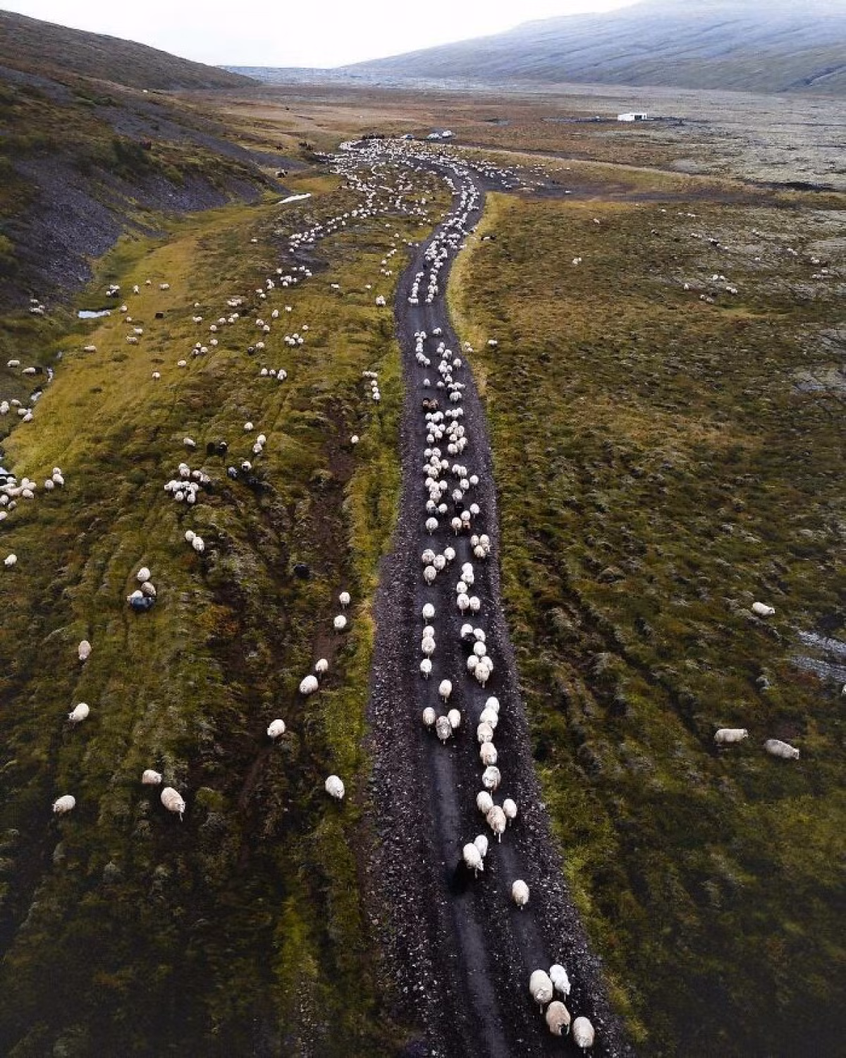 Số lượng cừu ở Iceland nhiều hơn gấp đôi dân số nước này.