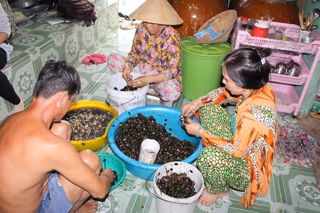 Bắt ốc bươu vàng cũng là một nghề kiếm được "tiền khủng" của người dân Việt Nam. Loài ốc này từng là thứ bỏ đi hoặc chỉ để cho vịt, cá ăn vì nó gây hại cho mùa màng. Những năm gần đây, ốc bươu vàng được người dân bắt, rồi đem luộc, lấy thịt bán cho các chủ vựa thu mua xuất sang Trung Quốc. Ảnh: Zing.