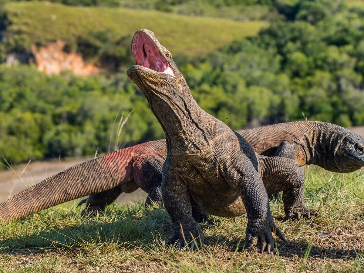 Một trong những điều khiến rồng Komodo trở nên đặc biệt là con cái có thể tự sinh sản mà không cần sự thụ tinh từ con đực. Điều này xuất phát từ việc rồng Komodo cái chỉ mang theo nhiễm sắc thể giới tính WZ trong khi con đực đực thì mang nhiễm sắc thể giới tính ZZ.
