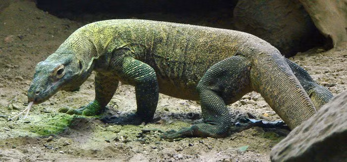 Trước đó, vào tháng 9/2021, Tổ chức Bảo tồn Thiên nhiên quốc tế (WWF) đưa rồng Komodo vào Danh sách Đỏ các loài bị đe dọa. Vì vậy, loài thằn lằn lớn nhất thế giới được giới chức trách và các chuyên gia quan tâm, thực hiện các biện pháp bảo vệ.