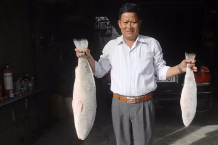 Cá sủ vàng hiện rất quý hiếm, được thương lái săn lùng ráo riết. Trong ảnh là hai con cá sủ vàng do người dân Nha Trang bắt, được thương lái Quảng Ninh trả giá tới 1,5 tỉ đồng. Ảnh: IT.