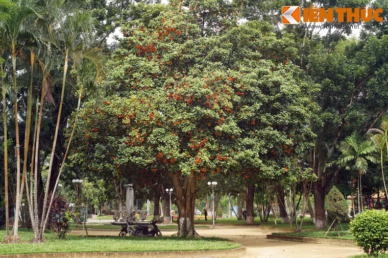 Đây là một loài cây gỗ khá lớn, gây chú ý khi nhìn từ xa với những mảng màu vàng cam rực rỡ xen lẫn lá xanh.