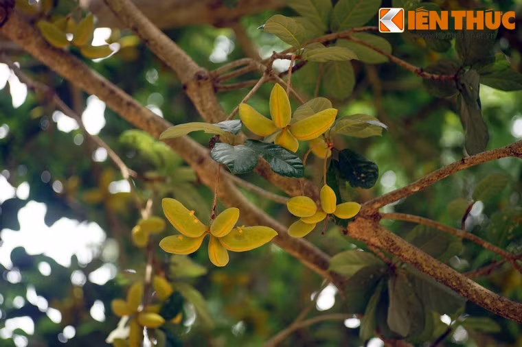 Khi xanh, loại quả lạ này có màu vàng nhạt, hình thù gần giống trái chuối tây.